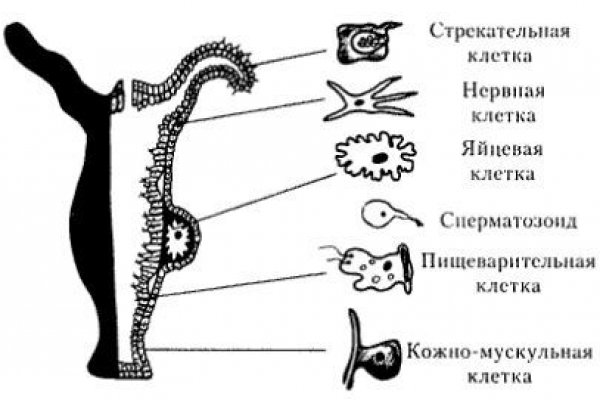 Как восстановить аккаунт в кракен